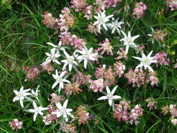 Edelweis blanca flor de las nieves 